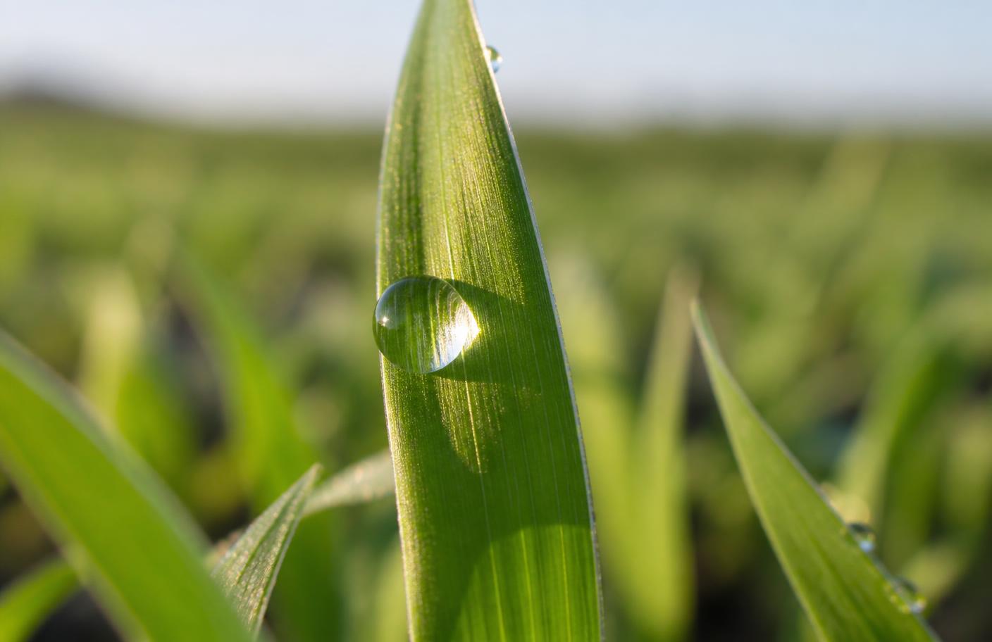 Gota de agua sobre la hoja verde de un cultivo al amanecer